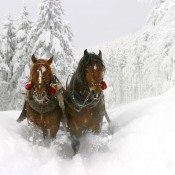 winter-5